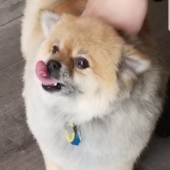 Meet your Posher, Laura - Picture 1 of 1